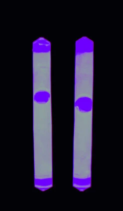 Behr EUROlite Knicklicht 5x 2er Packung -Angelausrüstung Behr EUROlite Knicklicht pinkbQOHlNhWiPI30 1280x1280